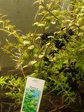 Potted Rotala Indica Aquarium Plant