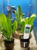 0109 Potted Amazon Sword echinodorus bleheri Small Aquarium Plant