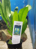 0109 Potted Amazon Sword echinodorus bleheri Small Aquarium Plant