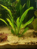 Amazon Sword echinodorus bleheri Small Aquarium Plant