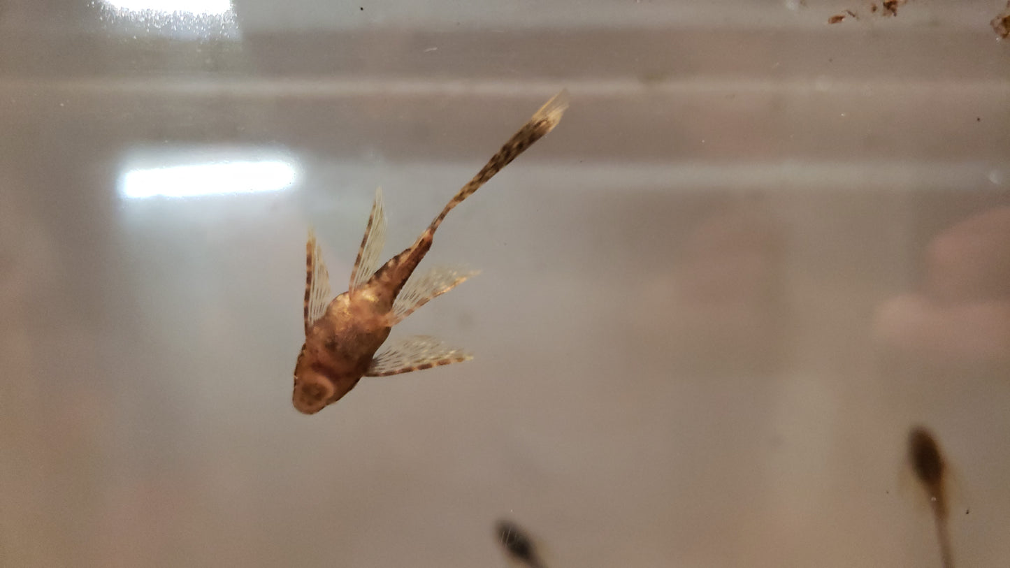 Longfin Chocolate Bristlenose Pleco