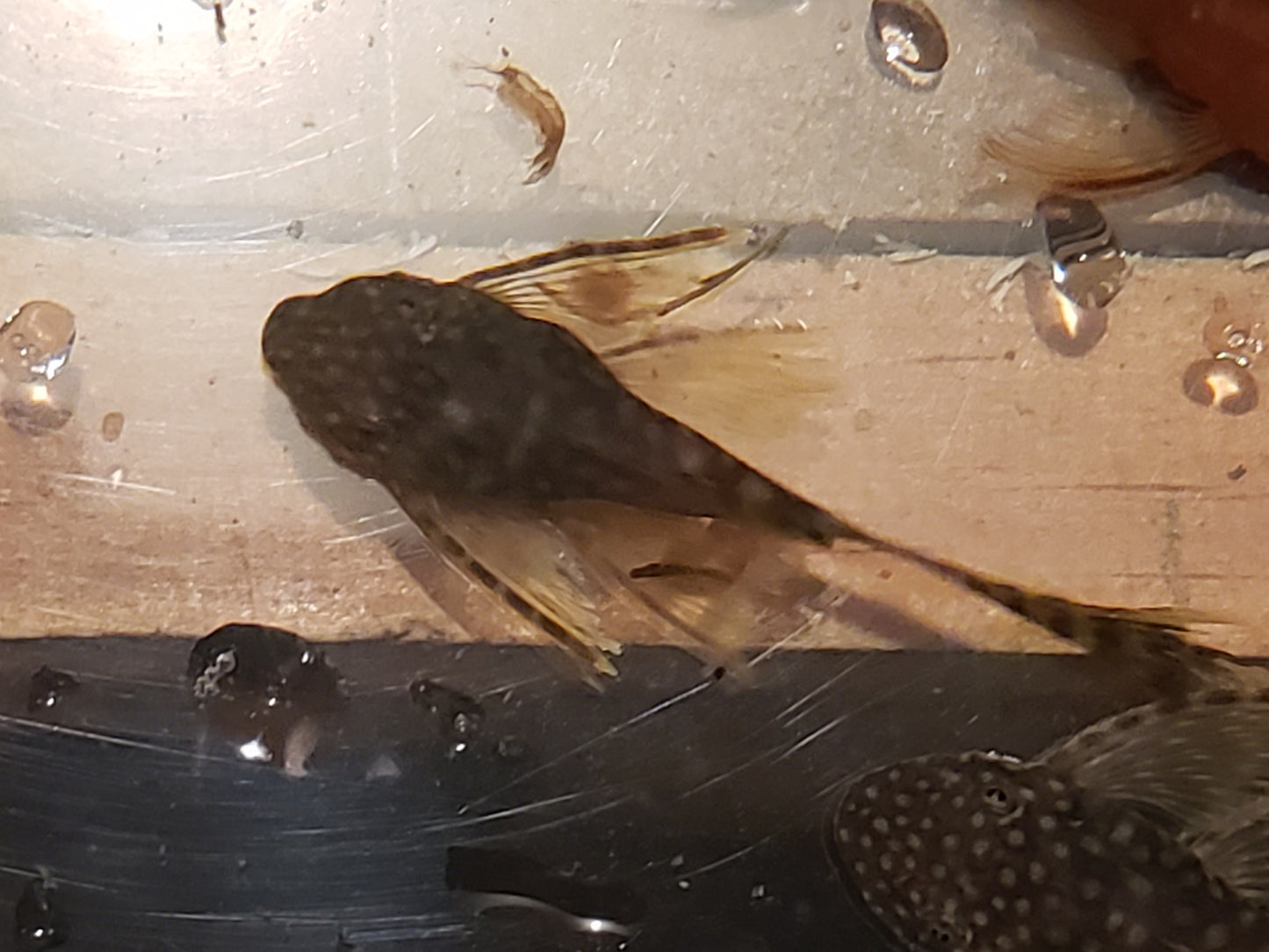 Longfin Chocolate Bristlenose Pleco