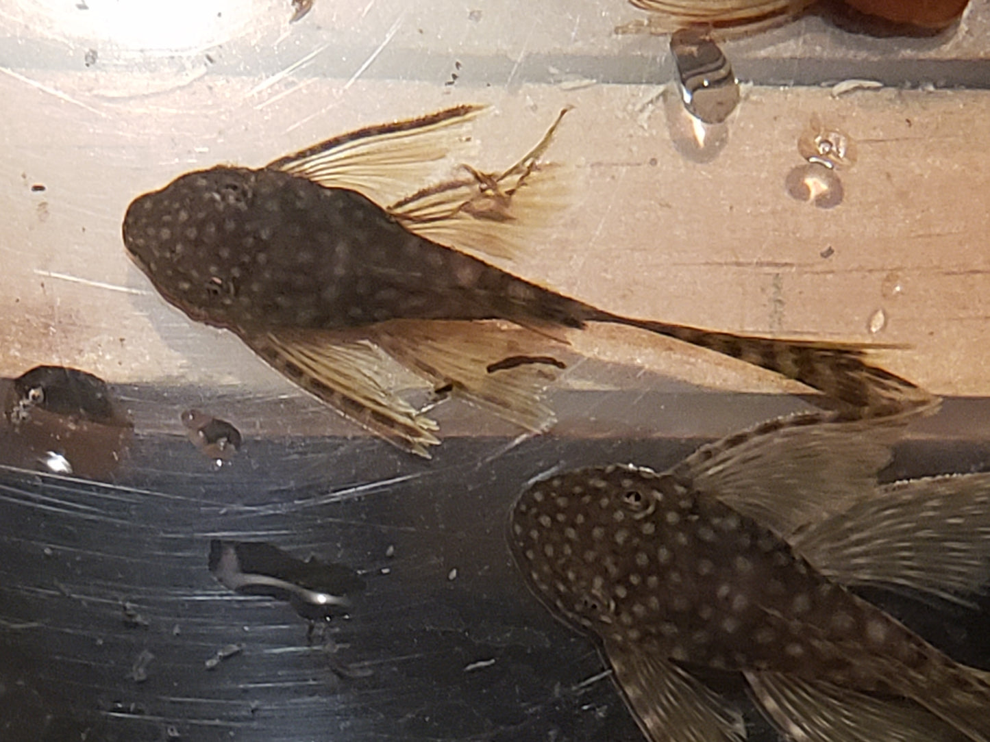 Longfin Chocolate Bristlenose Pleco