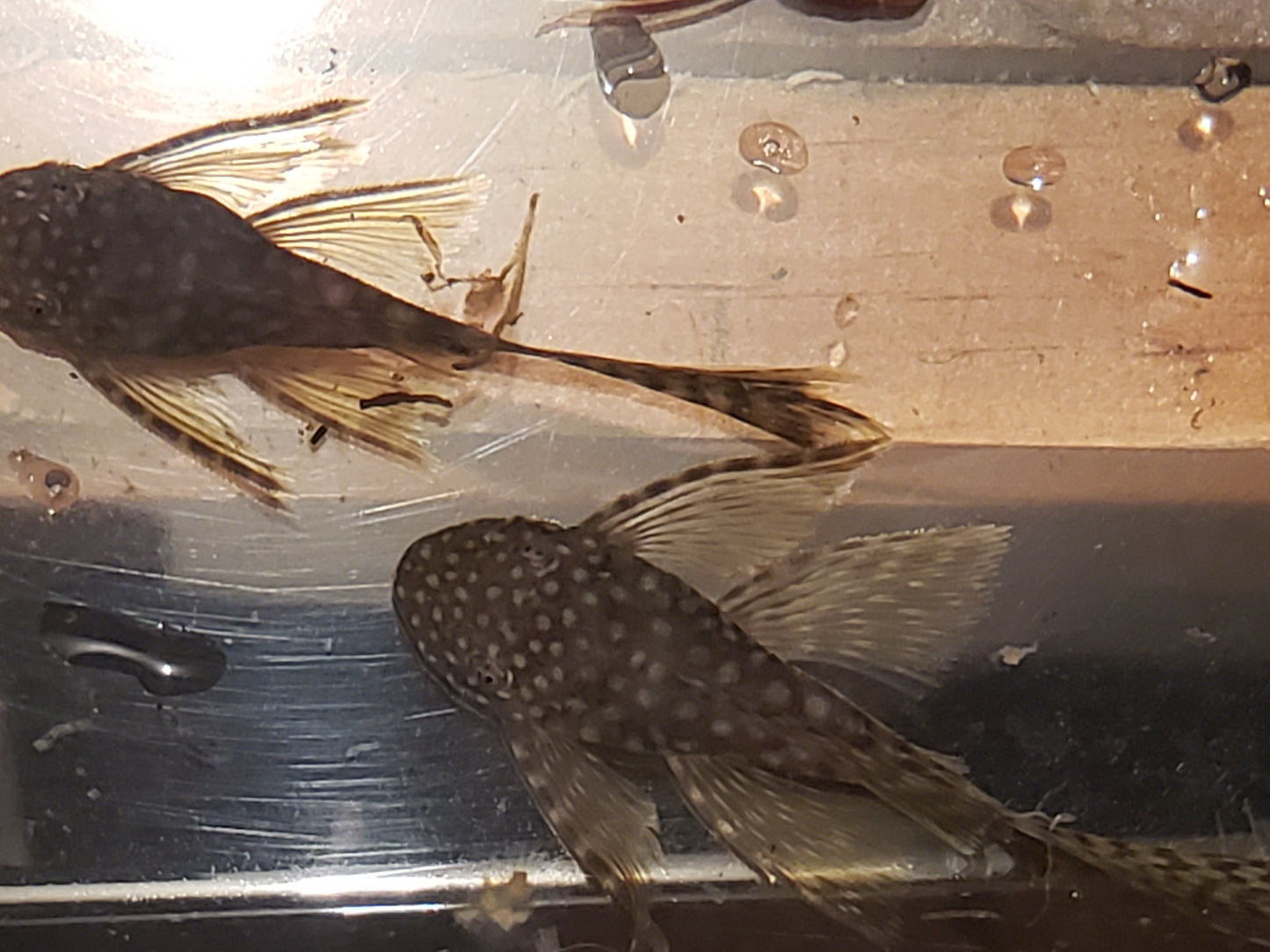 Longfin Chocolate Bristlenose Pleco