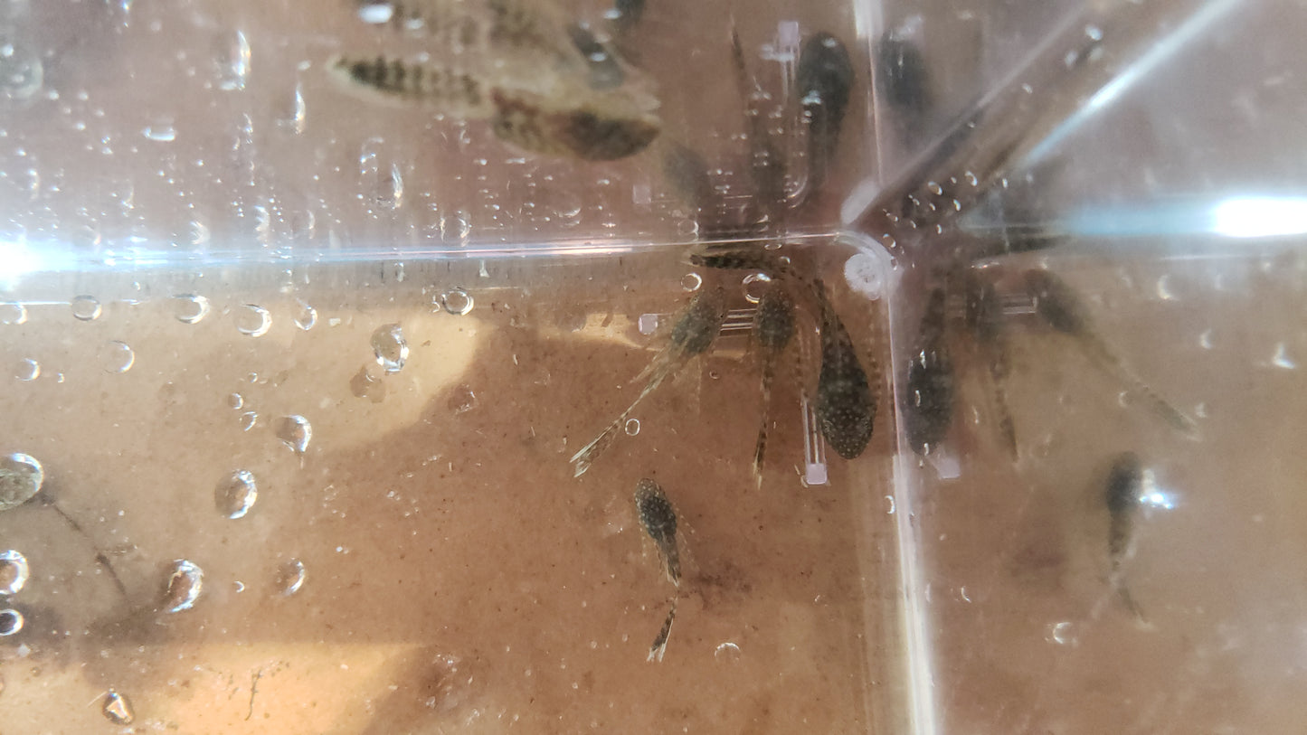 Longfin Chocolate Bristlenose Pleco