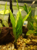 Java Fern Aquarium Plant Microsorum Pteropus