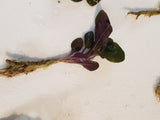 Cardinal Plant (Lobelia cardinalis)