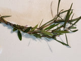 Hygrophila araguaia Stem Plant Bunches
