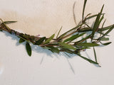 Hygrophila araguaia Stem Plant Bunches