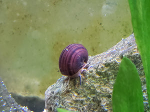 Magenta Mystery Snails