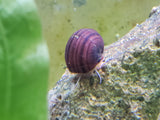 Magenta Mystery Snails
