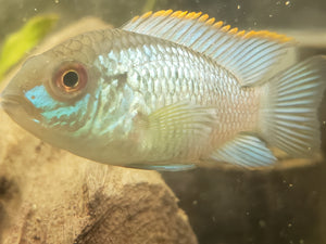 Electric Blue Acara 1.5"-2"