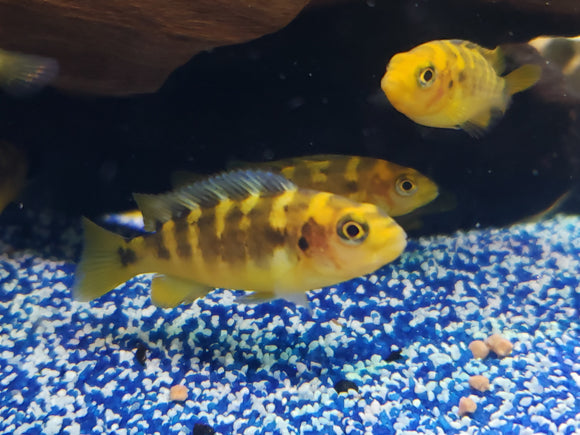 Bumblebee cichlid (Pseudotropheus crabro) Group of 6 Juveniles 1.5