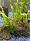 Java Fern "Trident" Aquarium Plant Microsorum Pteropus