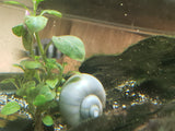 1039 Blue Mystery Snails