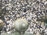 Blue Mystery Snails