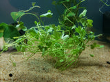 Hydrocotyle Tripartita Japan, Dwarf Pennywort, Freshwater Live Aquarium Plants Portion Cup