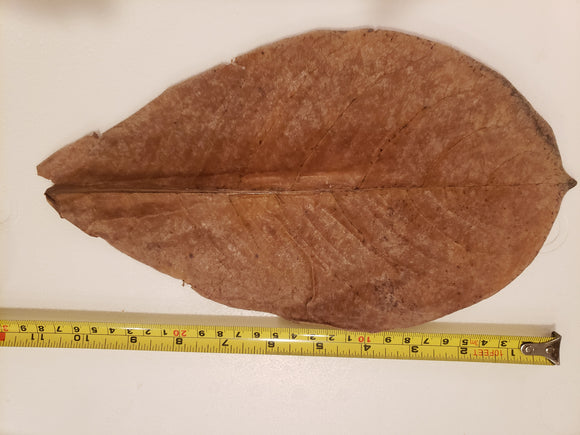10 Piece Indian Almond (Catappa) Leaves  Grade A 10+