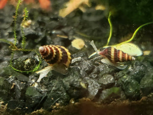 Assassin Snails (Clea helena) - 1/4" to 1/2" Live Freshwater Snail
