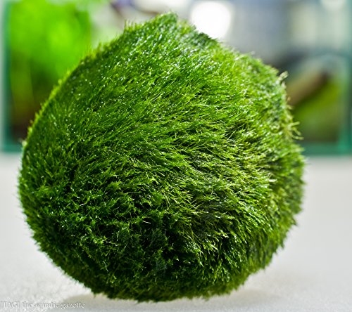 2 European Marimo Moss Balls – 2 to 2.5″