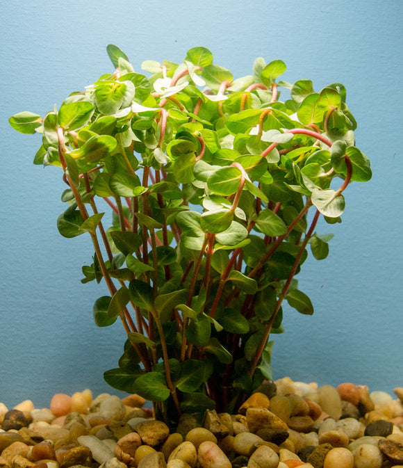 Rotala Macrandra Fast growing - Easy Aquarium Plant