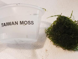 Taiwan Moss 4 oz Portion Cup