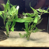 1036 Hygrophila Willow Stem Plant Bunches