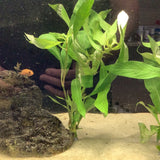 Hygrophila Willow Stem Plant Bunches