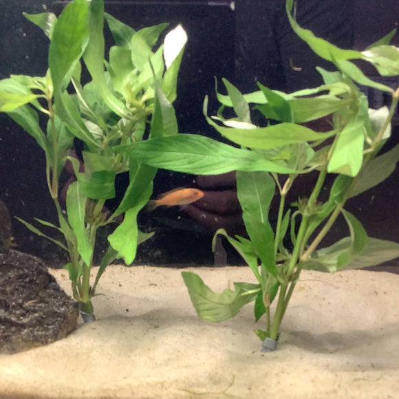 Hygrophila Willow Stem Plant Bunches
