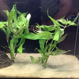 1036 Hygrophila Willow Stem Plant Bunches