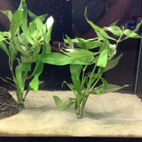1036 Hygrophila Willow Stem Plant Bunches