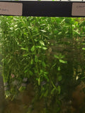 Moneywort bacopa monnieri - Aquarium Plant