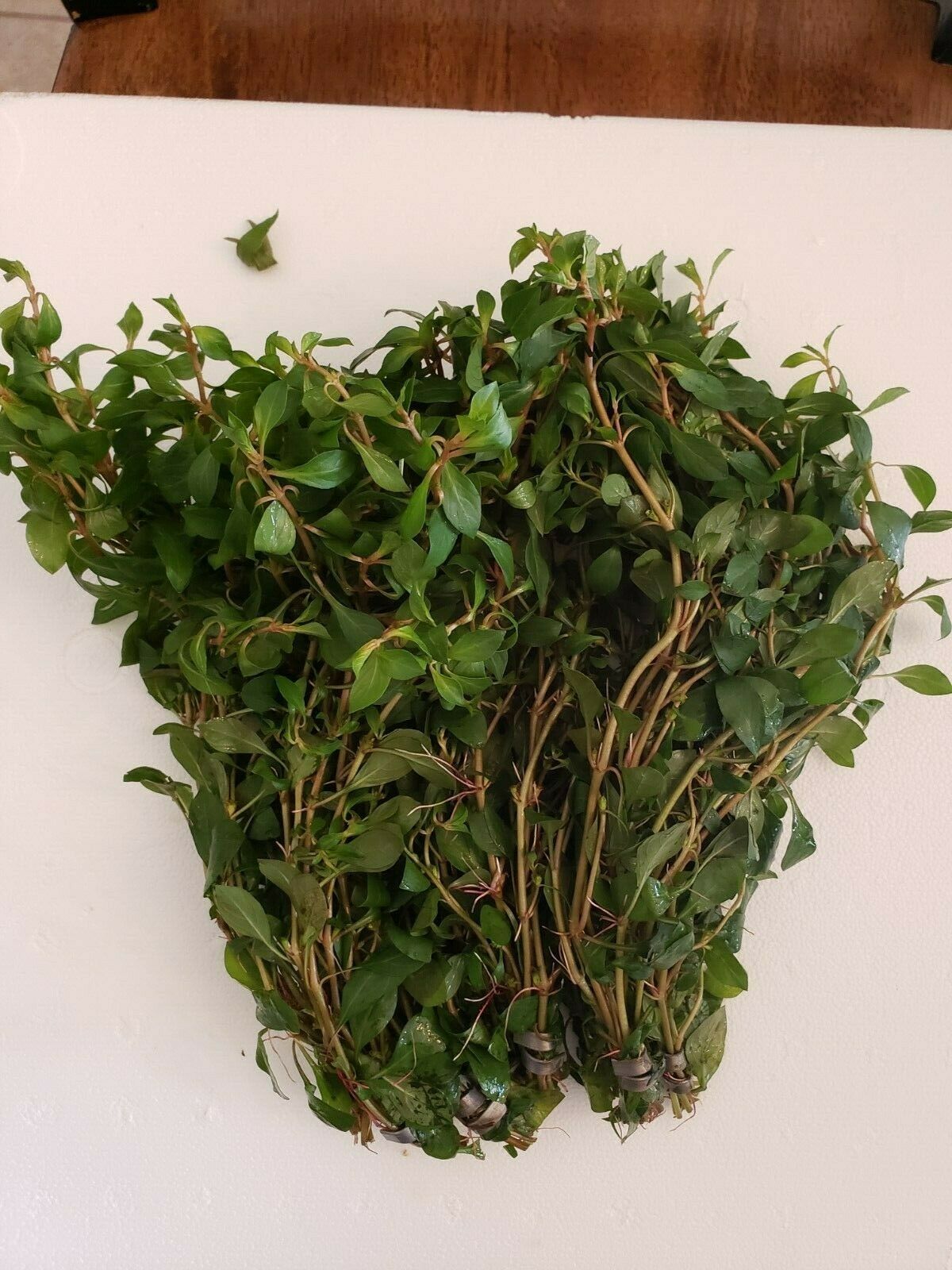 0091 Red Ludwigia Repens Aquarium Plant – TK Aquatics, image size:1200x1600