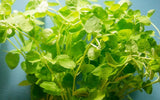 Creeping Mint Charlie - Micromeria Brownei - Fast growing - Easy Aquarium Plant