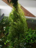 1 Bunch Hornwort (Ceratophyllum demersum) - Easy Aquarium Plant