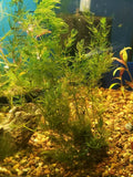 0177 Hornwort (Ceratophyllum demersum) - Easy Aquarium Plant