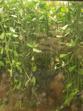 0181 Moneywort bacopa monnieri - Aquarium Plant