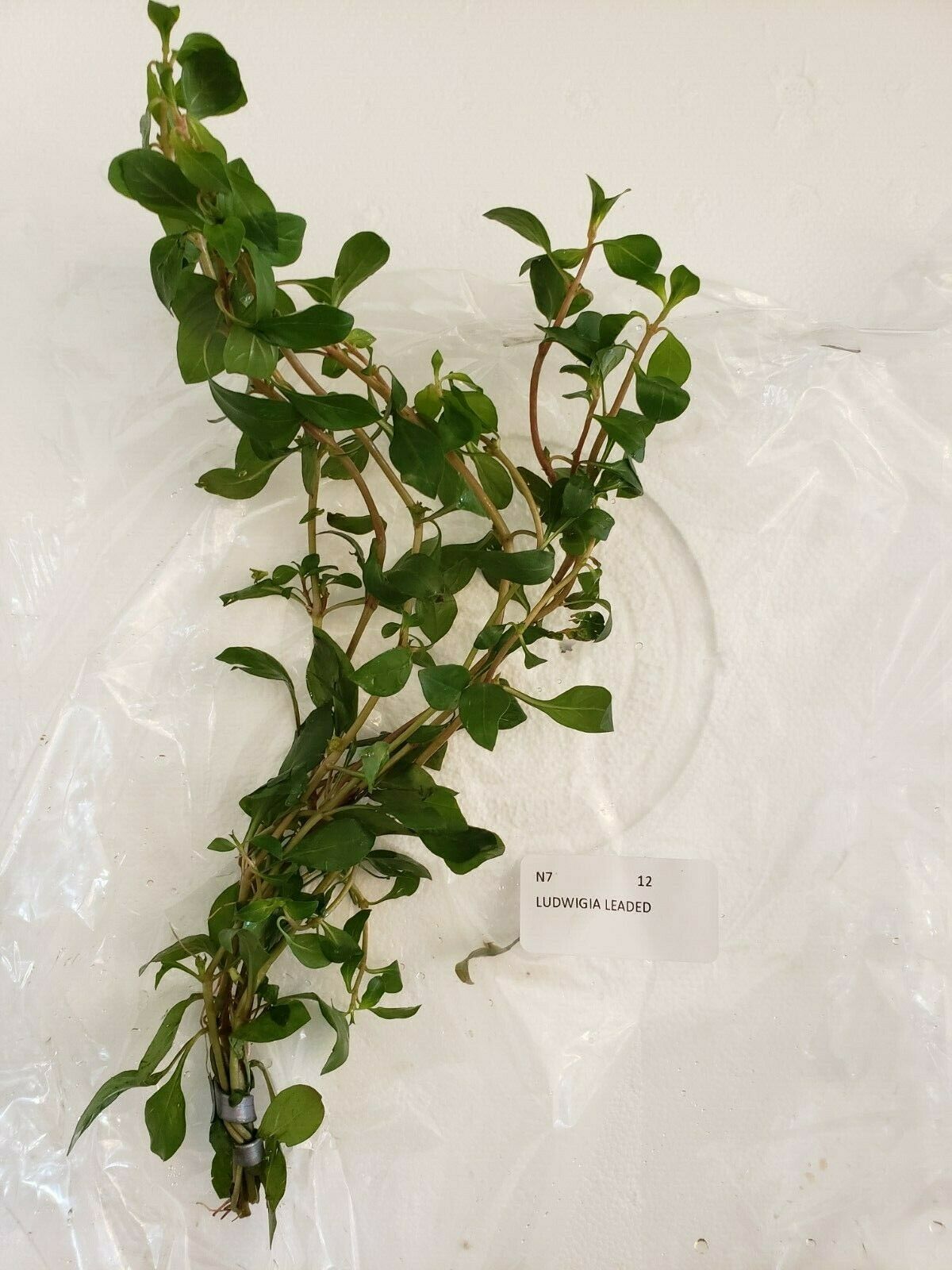 0091 Red Ludwigia Repens Aquarium Plant – TK Aquatics, image size:1200x1600